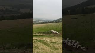 Two amazing dogs herding sheep #sheepdog #bordercollie