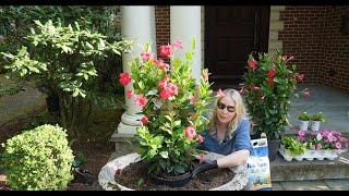 Planting Two Large Urns: Mandevilla, Proven Winners Supertunia Bubblegum and Margarita Potato Vine