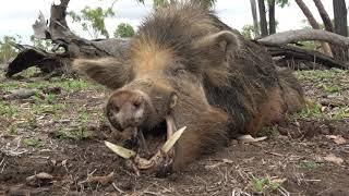 Wild Boar Australia. 6.5 Creedmoor.