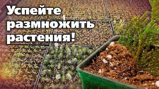 Черенкование декоративных культур. Можно получить множество бесплатных растений