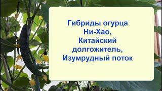 Огурец Ни-Хао, Китайский долгожитель, Изумрудный поток. Формирование куста огурца в теплице.