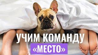 Команда “МЕСТО”: Как ВЫУЧИТЬ С СОБАКОЙ команду за считанные дни?