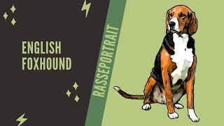 English Foxhound  -  Video Rasseportrait