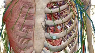 Zooming, dissecting, and rotating the 3D model | Human Anatomy Atlas