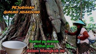 Miris dan bikin menangis!! Prewangan Pesugihan Gunung Ngandong Tuban Selatan.