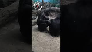 BONOBO YANG MIRIP MANUSIA ATAU MANUSIA MIRIP BONOBO SOAL GITUANNYA YA