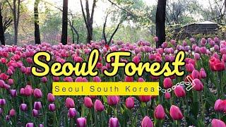 [4K] Seoul Forest | 서울숲 |South Korea | Walk with Ruru | Travel