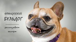 ФРАНЦУЗСКИЙ БУЛЬДОГ. Всё о породе French Bulldog рассказывает эксперт #бульдог