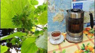 Nut tea made from hazel leaves. Varicose veins, thrombophlebitis and adenoma. Nut tea.