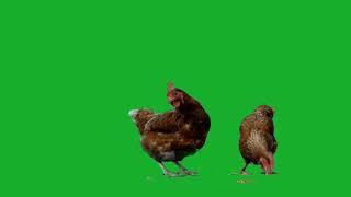 duck green screen video | green screen background video | free video | wbsan shorts1