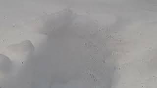 "Снежные блохи" в Ишимбае- откуда эти несметные полчища???