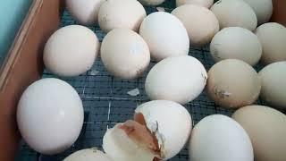 Инкубация куриных яиц от А до Я ,матрица дели 72 яиц и матрица вегас 90 яиц (2 часть)#инкубатор