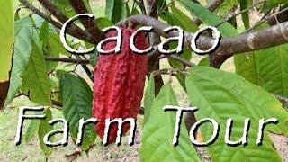 Cacao Farm Tour - La Pruvite