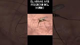 El animal más peligroso del mundo #animals #animales #moscas #viral #shorts #shortvideo