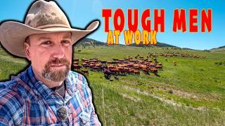 How Ranchers Move Cows on a Cattle Drive!