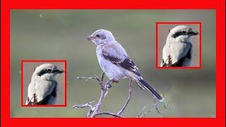 Northern Shrike Song! Northern Shrike Call! Sound! Voice!- Alcaudón Boreal Canto - Lanius Borealis