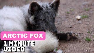 Arctic Fox | In 1 Minute