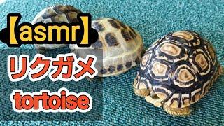 【リクガメasmr】＃2ヒョウモンリクガメ(Leopard tortoise scratch sound)