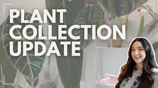 My Latest Houseplant Collection Update Summer 2024 Edition! 