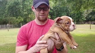  Next level Micro Exotic Bully Puppies 