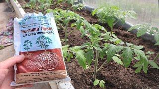 Правда ли что от кормилицы микоризы урожай томатов в 3 раза больше?  Проверяем на своих помидорах!