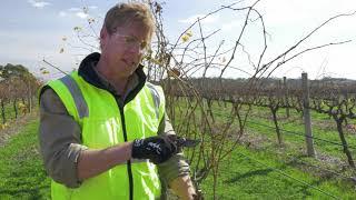 The basics of pruning a grapevine part 2 : Spur pruning