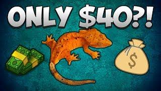 $40 Crested Gecko vs $250 Crested Gecko! Why Price Isn't Everything