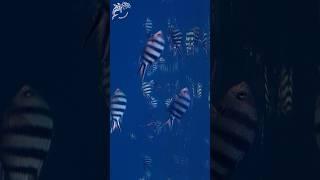 Abudefduf sexfasciatus #nature #marinebiology #dcdocumentaries