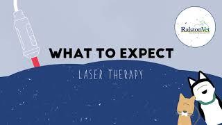 Laser Therapy at Ralston Vet