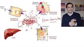 Hepcidin ! | In a nutshell