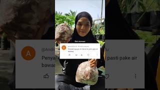 RENDAMAN KULIT BAWANG MEMANG SEBAGUS ITU 