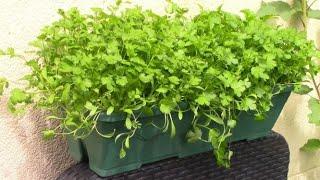 Faire pousser de la coriandre -  Growing coriander/ cilantro [ENG SUB]