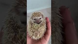 Hedgehog angry #hedgehoglove #babypictures #cute