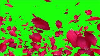 Free 13 Red Rose Petals with Green Screen | FREE TO USE | iforEdits