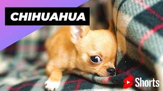 Chihuahua  One Of The Smallest Dog Breeds In The World #shorts #chihuahua #smalldog