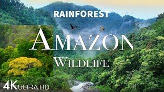 Amazon 4k - The World’s Largest Tropical Rainforest #amazon| Jungle Sounds | Scenic Relaxation Film