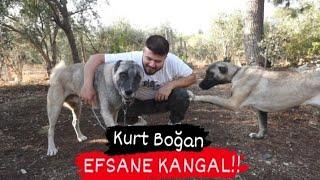 Dayım Kangal Çiftliği Açmış - YENİ KÖPEKLERİ EFSANE! (Kurt Boğmuş)