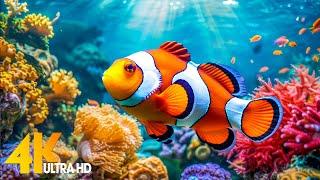 Aquarium 4K VIDEO (ULTRA HD)  Beautiful Coral Reef Fish - Relaxing Sleep Meditation Music #79