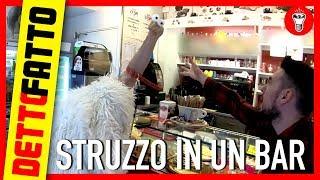 Entrare in un Bar con uno Struzzo al Guinzaglio - DETTO FATTO EP.10 - DE GUSTIBUS EDITION