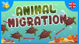 Animal Migration: Why do they do it? | Educational Videos for Kids