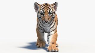 Animated Tiger Cub 3D Model | @PROmax3D