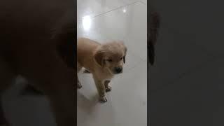 Tango play time #youtubeshorts #shorts #dog #goldenretriever #puppylove #viral