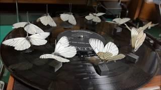 3Dゾートロープ（エゾシロチョウ）Butterfly specimens flying under strobe light (3D zoetrope)