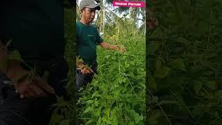 Manfaat Tanaman Balakacida Untuk Kesehatan #shorts #shorts_video #shortsviral