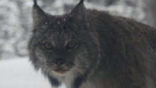 Banff National Park Wild Images - Lynx at Deer Lodge