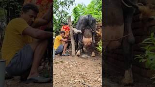 Big Holstein cow milking#cow milking by hand #high yeilding cow