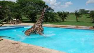 There's a Giraffe in my Swimming Pool!