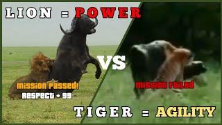 Proof lion is stronger | Lion vs Tiger-Strength comparison #lion #lions #king #tiger