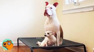 Tiny Chihuahua Is Glued To Her Huge Bully Brother | Cuddle Buddies