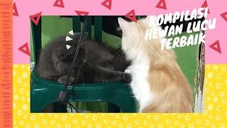 Ketahuan Emak gara2 ngintip cewek mandi‍⬛#shorts  #cat #shortvideo #funny